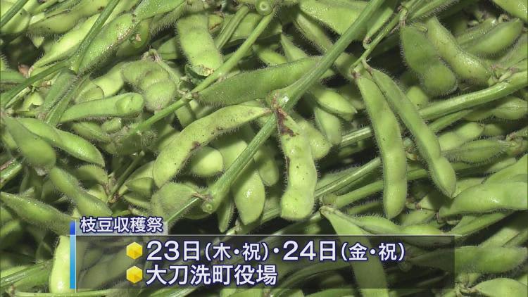 GlocalK 九州 - 大刀洗町の枝豆が出荷の最盛期